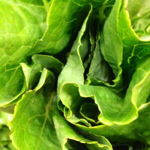 lettuce 8.14